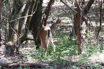 Shiloh Ranch Regional California deer.  The park includes oak woodlands, forests of mixed evergreens, ridges with sweeping views of the Santa Rosa Plain, canyons, rolling hills, a shaded creek, and a 