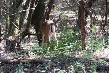 Shiloh Ranch Regional California deer.  The park includes oak woodlands, forests of mixed evergreens, ridges with sweeping views of the Santa Rosa Plain, canyons, rolling hills, a shaded creek, and a 