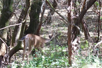 Shiloh Ranch Regional California deer.  The park includes oak woodlands, forests of mixed evergreens, ridges with sweeping views of the Santa Rosa Plain, canyons, rolling hills, a shaded creek, and a 