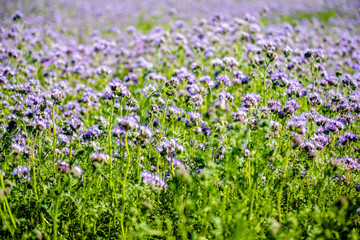 The purple phacelia plantation blooms in summer