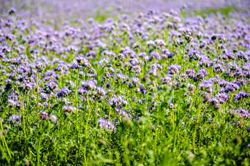 Fototapeta premium The purple phacelia plantation blooms in summer