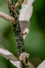 Ants feeding on sugar honeydew from plant stem produced by green aphids 