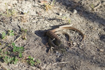 Shiloh Ranch Regional California lizar  The park includes oak woodlands, forests of mixed evergreens, ridges with sweeping views of the Santa Rosa Plain, canyons, rolling hills, a shaded creek, and a 