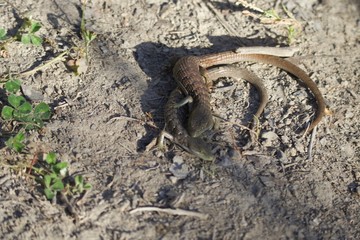 Shiloh Ranch Regional California lizar  The park includes oak woodlands, forests of mixed evergreens, ridges with sweeping views of the Santa Rosa Plain, canyons, rolling hills, a shaded creek, and a 