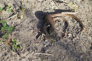 Shiloh Ranch Regional California lizar  The park includes oak woodlands, forests of mixed evergreens, ridges with sweeping views of the Santa Rosa Plain, canyons, rolling hills, a shaded creek, and a 