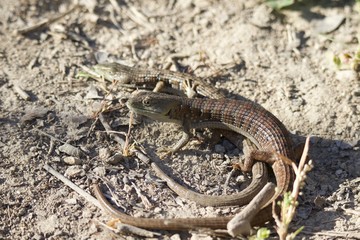 Shiloh Ranch Regional California lizar  The park includes oak woodlands, forests of mixed evergreens, ridges with sweeping views of the Santa Rosa Plain, canyons, rolling hills, a shaded creek, and a 
