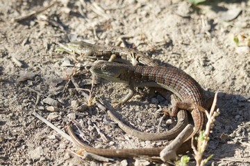 Shiloh Ranch Regional California lizar  The park includes oak woodlands, forests of mixed evergreens, ridges with sweeping views of the Santa Rosa Plain, canyons, rolling hills, a shaded creek, and a 