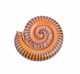 Millipede rolled in to circle on white background
