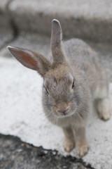 ブラウングレーのうさぎ