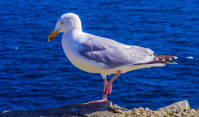 Seagull at Atlantic Ocean coast line