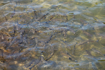 Fish in the lake