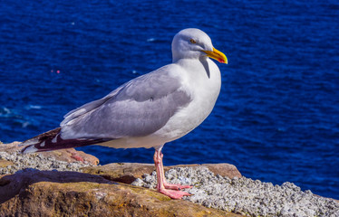 Seagull at Atlantic Ocean coast line