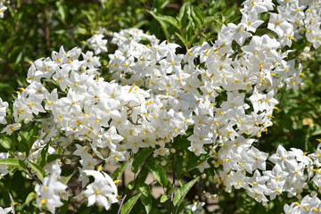 Solanum jasminoide (morelle faux jasmin)