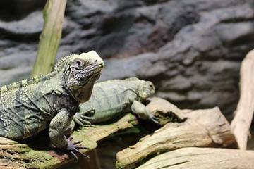 Green Lizard Closeup