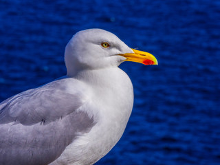 Seagull at Atlantic Ocean coast line