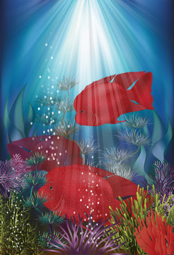 Underwater banner with fish Herichthys Carpintis Super Red, vector illustration