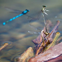 couple de libellules