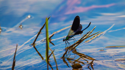 libellule bleue posée sur l'eau © catalyseur7