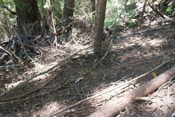 Armstrong Redwoods State Natural Reserve, California - to preserve 805 acres of coast redwoods (Sequoia sempervirens). The reserve is located in Sonoma County, Guerneville.armstrong,redwood,nature,cal