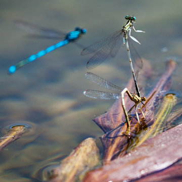 couple de libellules