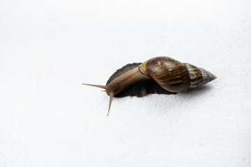 The snail on white background,blurry light around.