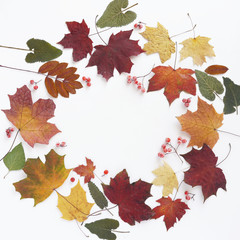 Naklejka na ściany i meble Autumn concept background of dry maple colorful leaves on a white, top view, flat lay.