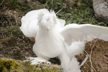 White Turtledove Special