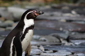 Penguin Detail Side View Closeup