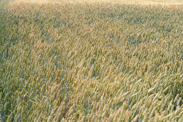 defocusing. background. field of wheat.