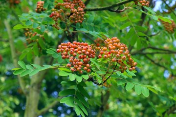 Riping rowan tree fruits on a branch against foliage in german garden. Bright colored nature image.