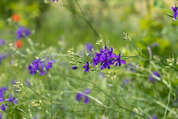 blue wildflowers on a background of green field