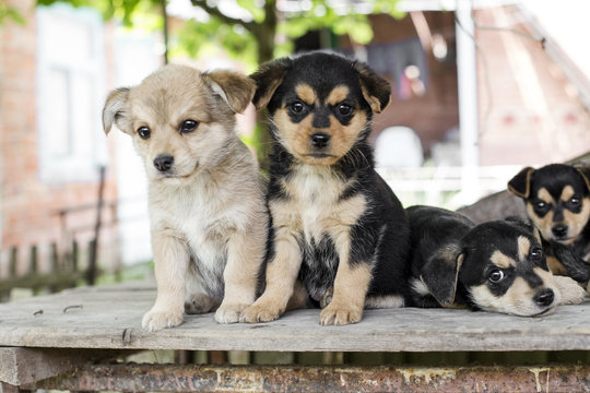 Photo portrait of dog family outdoors, group of small puppies with green summer background