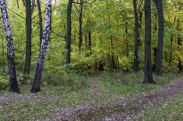 Autumn landscape. Autumn leafes, very shallow focus