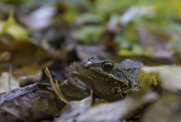Frog. Aututmn forest