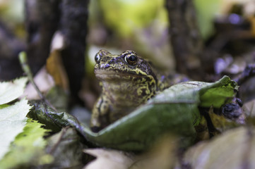 Frog. Aututmn forest