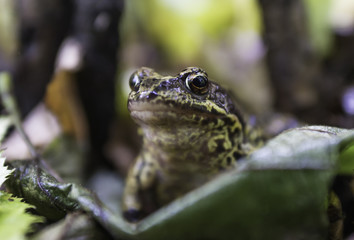 Frog. Aututmn forest