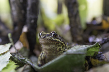 Frog. Aututmn forest