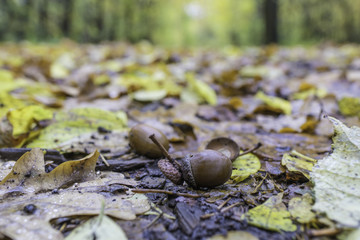 macro photo of a fallen leaves in autumn forest, shallow dof