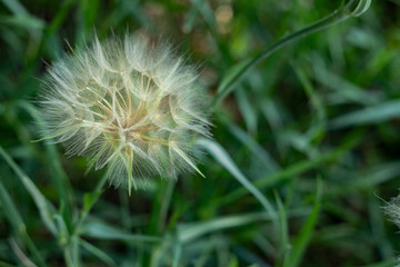 defocusing. Dandelion flower on a background of green grass