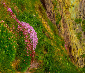 Beautiful flowers on the green hills of Ireland