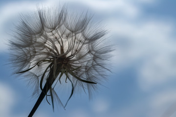 defocusing. dandelion flower on blue sky background