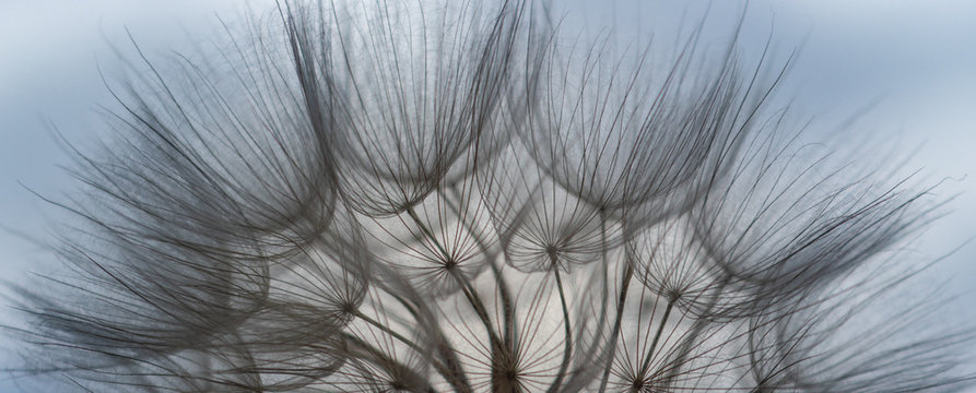 defocusing. dandelion flower on blue sky background