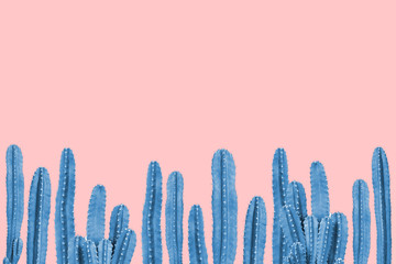 Cactus bleu sur fond rose