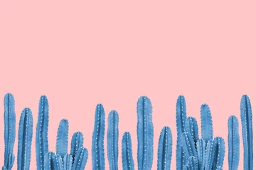 Gordijnen Blauwe cactus op roze achtergrond © giftography