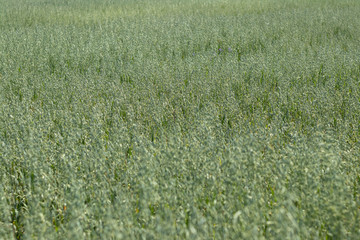 background. defocus. field of oats