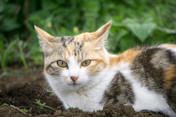 庭の子猫