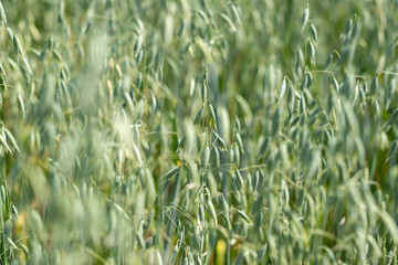 Obraz premium background. defocus. field of oats