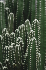 Close up of cactus in the pot