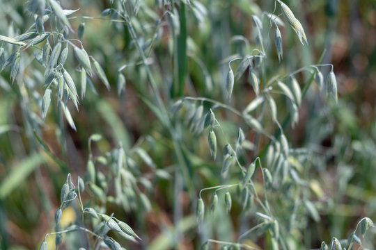 background. defocus. field of oats