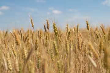 wheat field on blue sky background